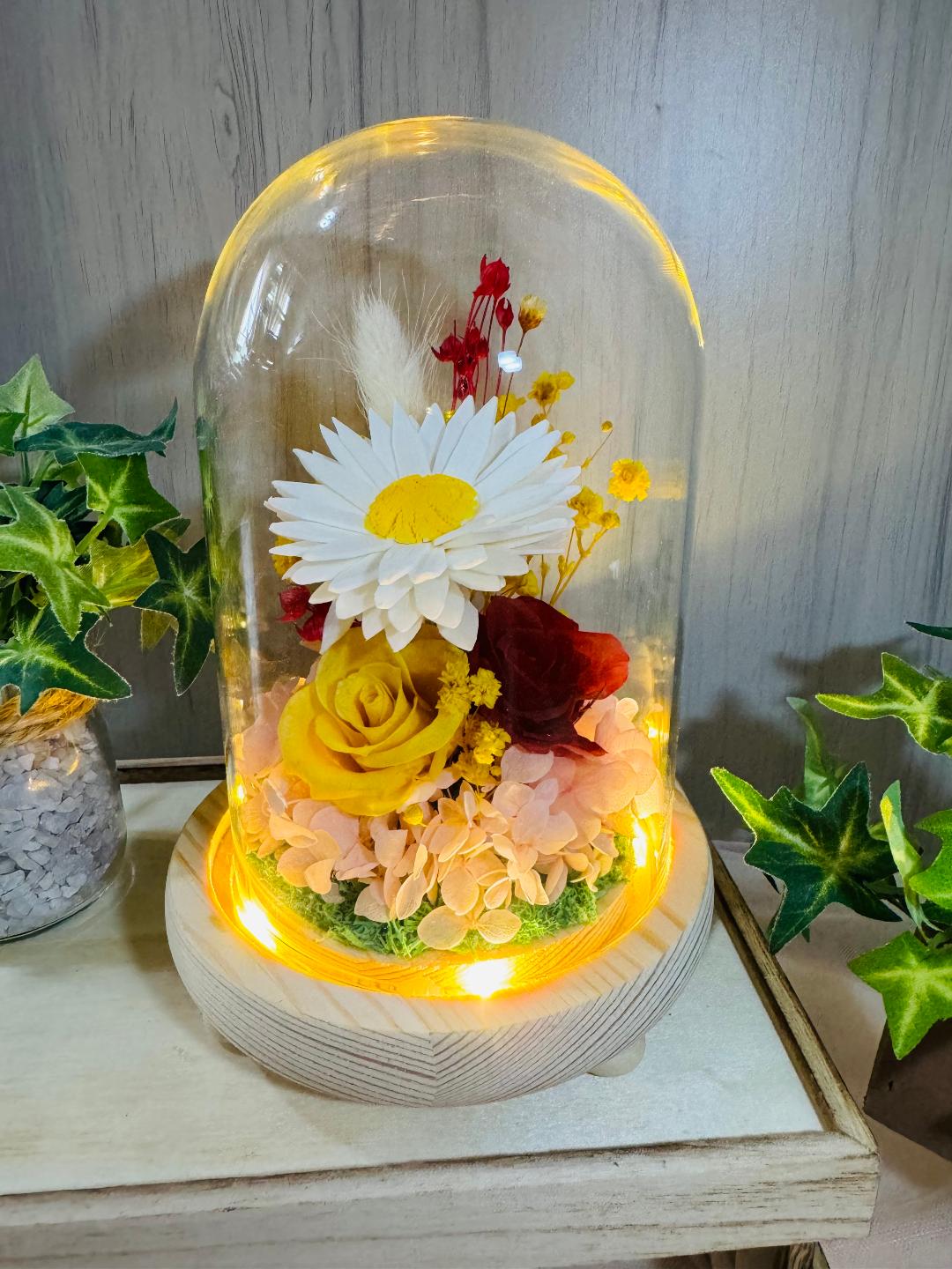 Daisy Blooms