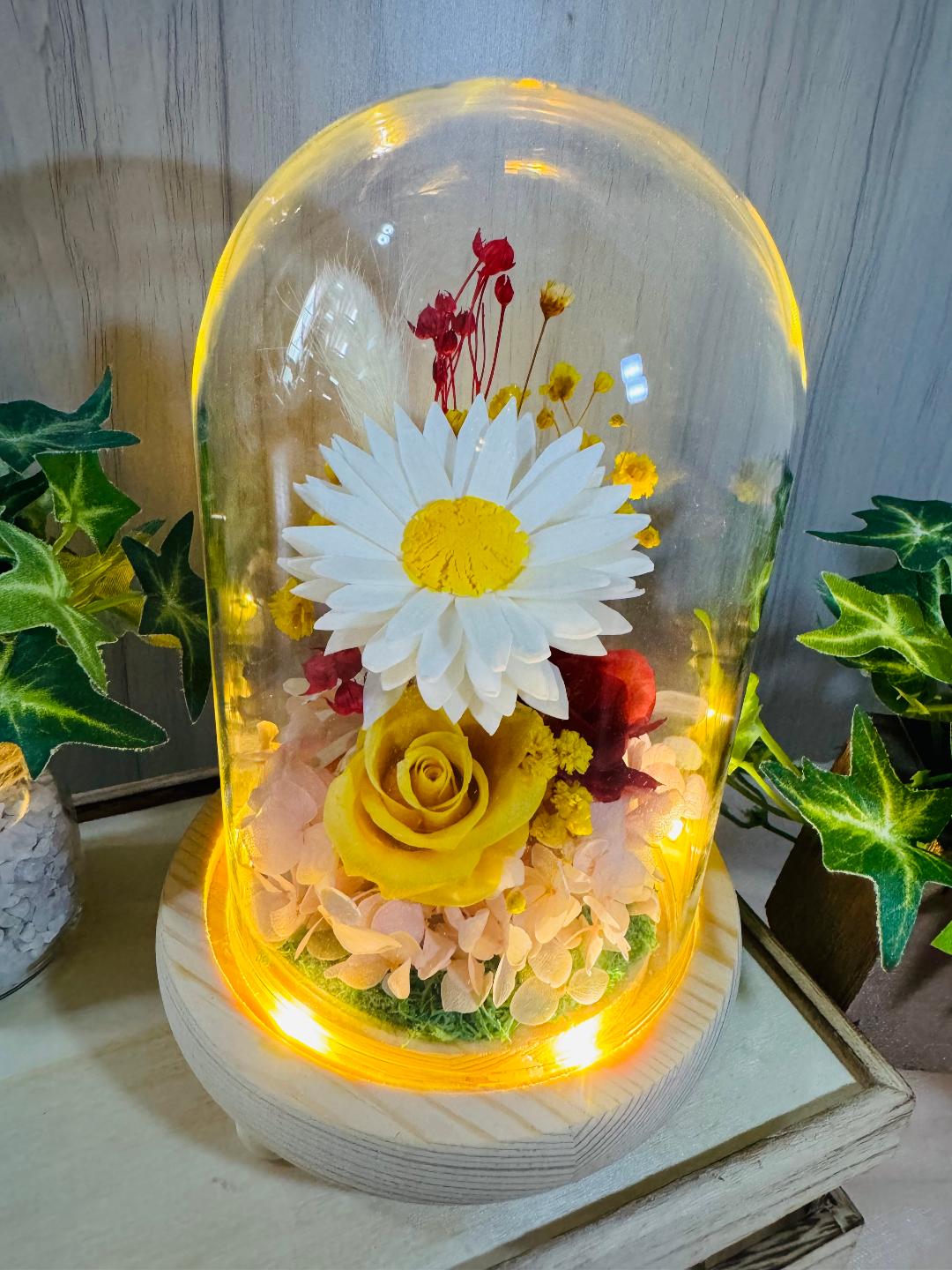 Daisy Blooms
